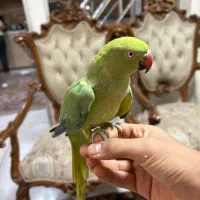طوطی ملنگو ماده