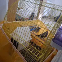 فنچ جفت|پرنده|ارومیه, |دیوار