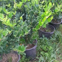 فروش یاس گلدان ۱۰|گل و گیاه طبیعی|نشتارود, |دیوار