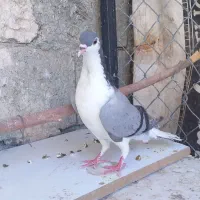 کبوتر معاوضه