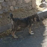 توله ماده 3ماهه پشدر|سگ|صومای برادوست, |دیوار