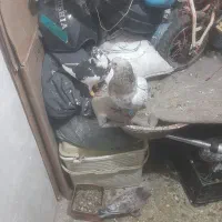 کفتر شهرستان