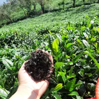 چای دست‌چین ارگانیک(بالابند)از قلب کوهستان شمال|خوردنی و آشامیدنی|تنکابن, |دیوار