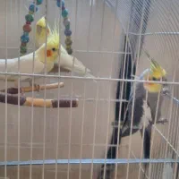 عروس هلندی ۲تانر یدونه ماده .چند کلمه حرف میزنن|پرنده|بروجرد, |دیوار