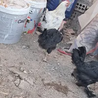 خروس ۴ ماهه|حیوانات مزرعه|سبزوار, باهنر|دیوار