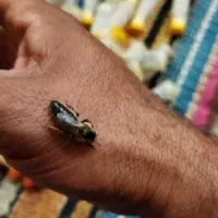 ملکه زنبورکارنیکاالمانی عسل اوری بینظیرونژادی ارام