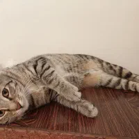 واگذاری رایگان گربه DSH|گربه|تهران, فلاح|دیوار