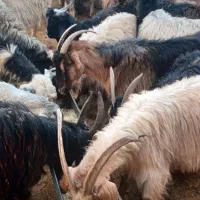 بز کهره دار و آبستن