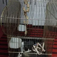 فروش قفس نوهست