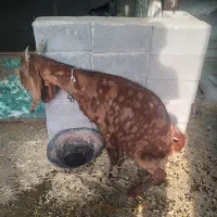 گوسفندپاکستانی|حیوانات مزرعه|ایذه, |دیوار