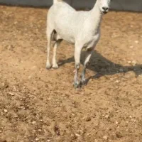 عمانی|حیوانات مزرعه|بوکان, |دیوار