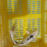 ماهی قرمز کله شیری و کوی و کپور|ماهی|خمینی‌شهر, |دیوار