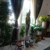 گل و گلدان
