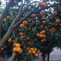 پرتقال شیرین