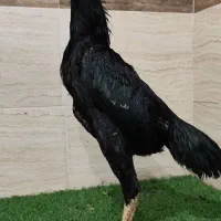 خروس و مرغ اوشامو