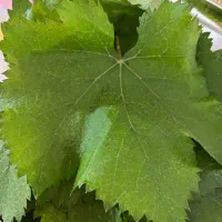 برگ انگور قرمز