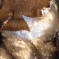 ماهی تازه هندیجان|ماهی|امیدیه, |دیوار