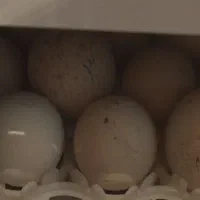 اجارهی دستگاه جوجه کشی