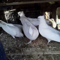 سلام فروش ۸کبوتر سفید کلایی چشم سفید|پرنده|بم, |دیوار