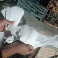 کبوتر گرفته|پرنده|ایوان, |دیوار