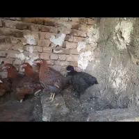 فروش ۹تا مرغ و خروس