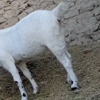 بزه|حیوانات مزرعه|کرباسک, |دیوار