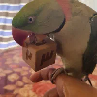 شاه طوطی سخنگورام