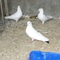 پرنده بالاگیر|پرنده|سوسنگرد, |دیوار