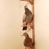 دوتا نر یه ماده المانی