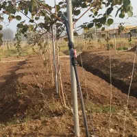 احداث باغ کیوی صفرتاصدکار