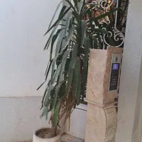 ۲عدد گلدان یوکا  ۳متری برای حیاط وجلوی در