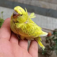 مرغ عشق انگلیسی .عروس .رینبو.پروانه ای|پرنده|تهران, جوادیه|دیوار