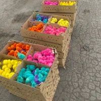 جوجه رنگی مرکزی