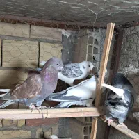 کبوتر یا کفتر جوجه گرفتنی|پرنده|پاکدشت, پاکدشت (مامازند)|دیوار