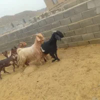 فروش بز کهره دار درجه یک جوان|حیوانات مزرعه|پاسارگاد, |دیوار