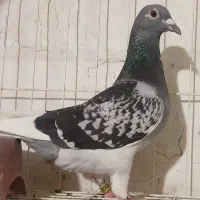 40000000