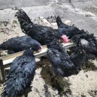 تخم نطفه دار.جوجه.نیمچه.مرغ و خروس آمروک.ویاندت|حیوانات مزرعه|قزوین, |دیوار