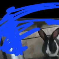 خرگوش .بازیگوش و اهلی