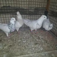 فروش 4عدد طوقی و یک عدد دمبی|پرنده|لامرد, |دیوار