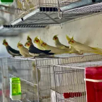 عروس هلندی،طوطی کوتوله،گرینچیک،طوطی ملنگو،مینا