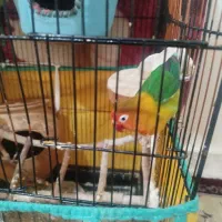 فروش طوطی|پرنده|شهریار, شهرک وائین|دیوار