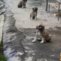 توله سگ|سگ|اراک, |دیوار