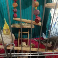 جفت مولد عروس هلندی سالم وجوان|پرنده|محمدشهر, شهرک پیام (مهرالبرز)|دیوار