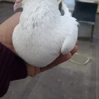 کفتر سار تهرونی باب جوجه کشی