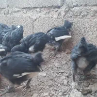 جوجه گلین اصل