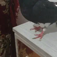 کبوترگرفتنی پرشی|پرنده|شاهین دژ, |دیوار