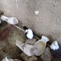 کبوتر|پرنده|فیروزه, |دیوار