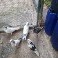 کبوتران قشنگ|پرنده|قائمشهر, |دیوار