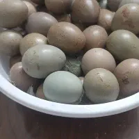 تخم نطفه دار بلدرچین مینیاتوری