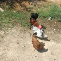 مرغ وخروس